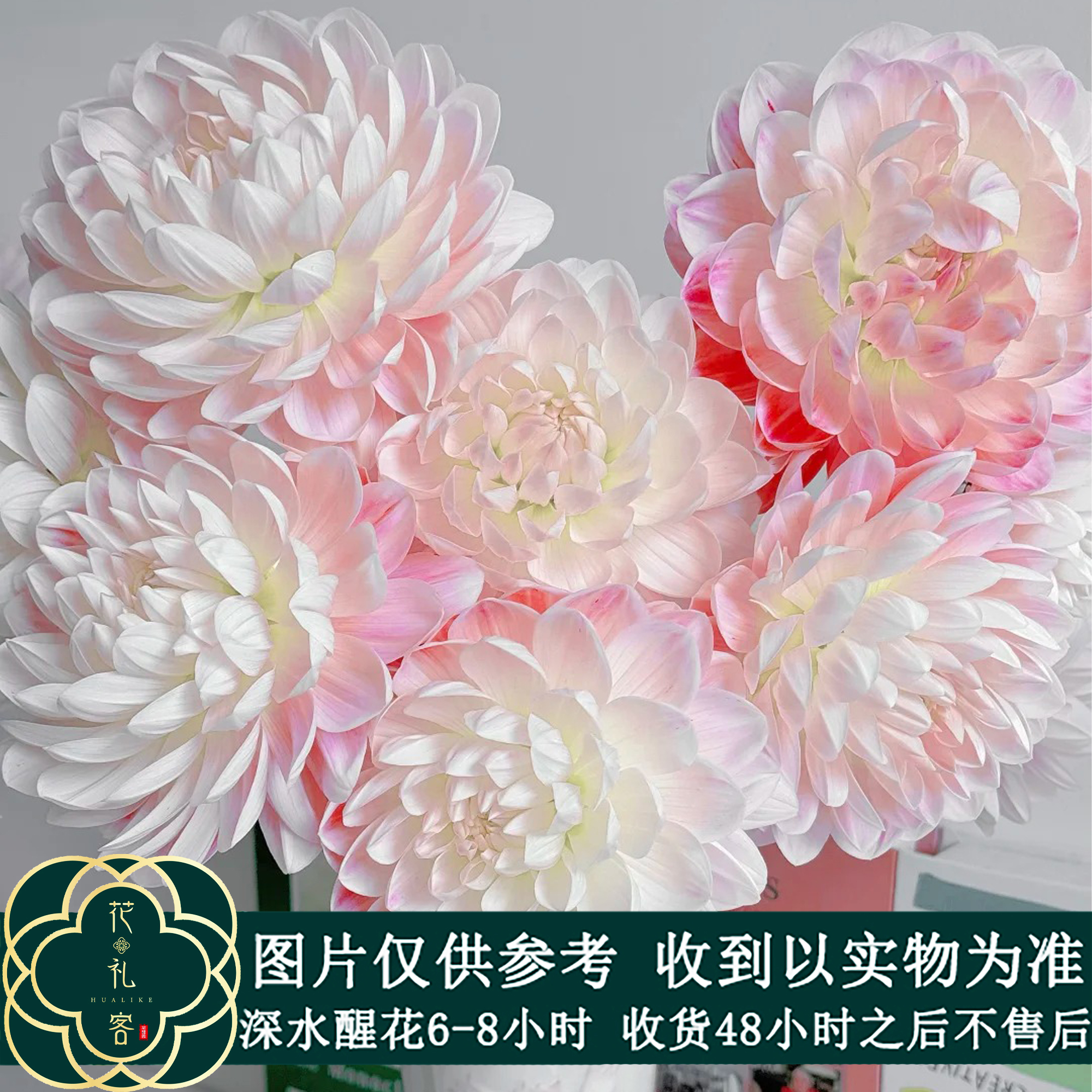 云花巷# 【大丽花-凯尔盖安】鲜花优选 顺丰直发 鲜切花