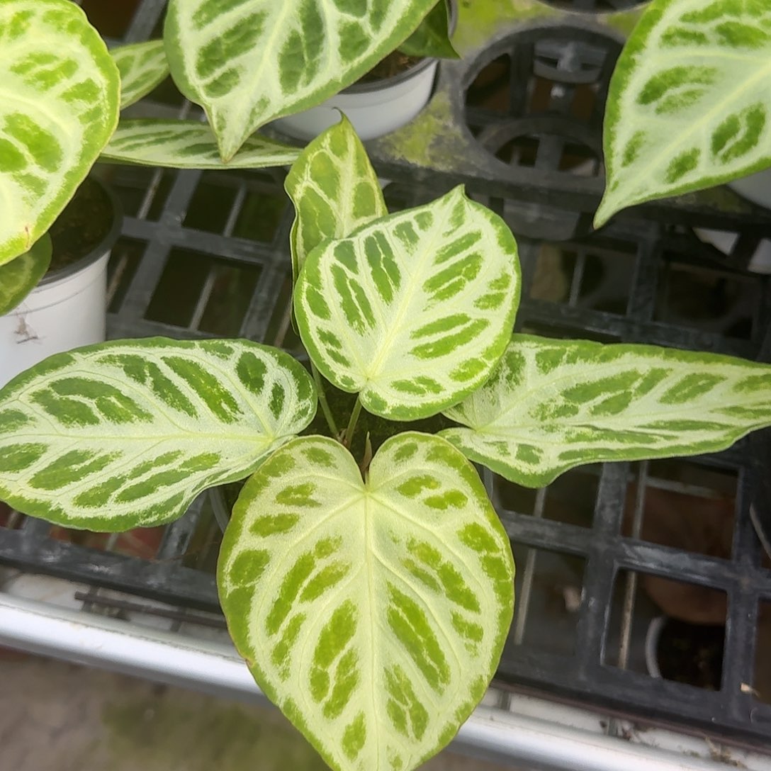 完全开放Z36叶损银刷子