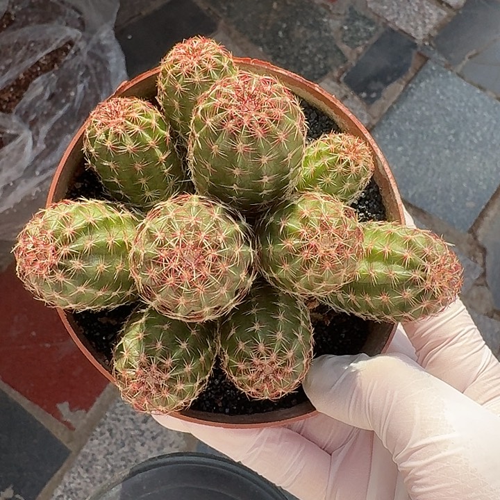 青花虾仙人球仙人球