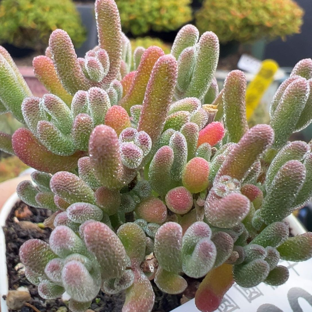 u905荔枝糯米糍冠幅4cm双十二活动价