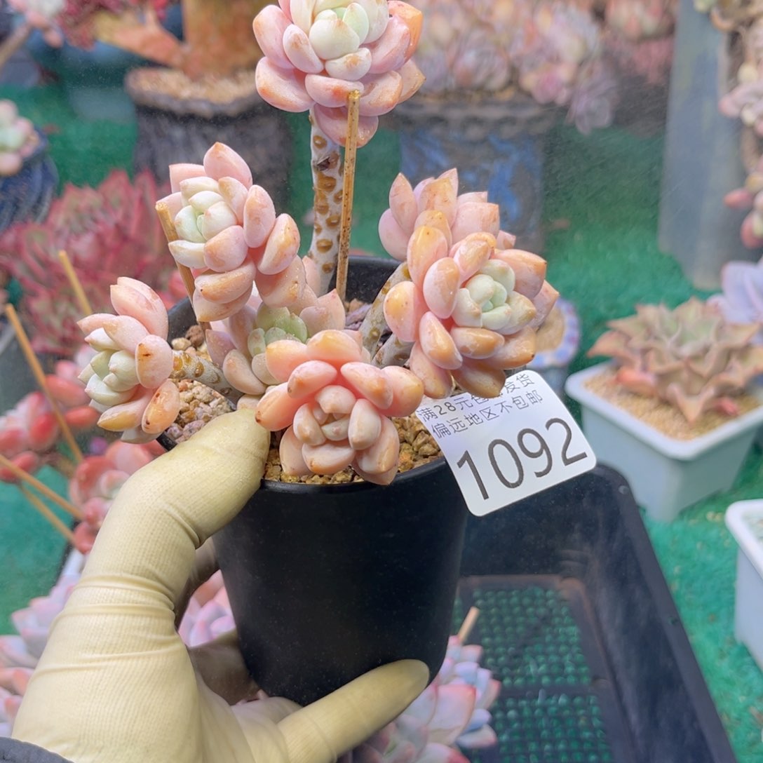 大1092，b xv xv cv v v b n