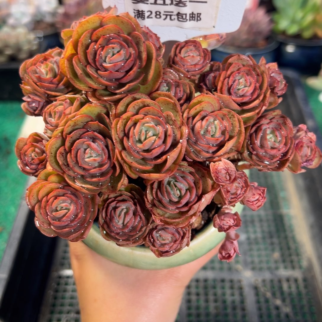 表妹精品多肉植物167.