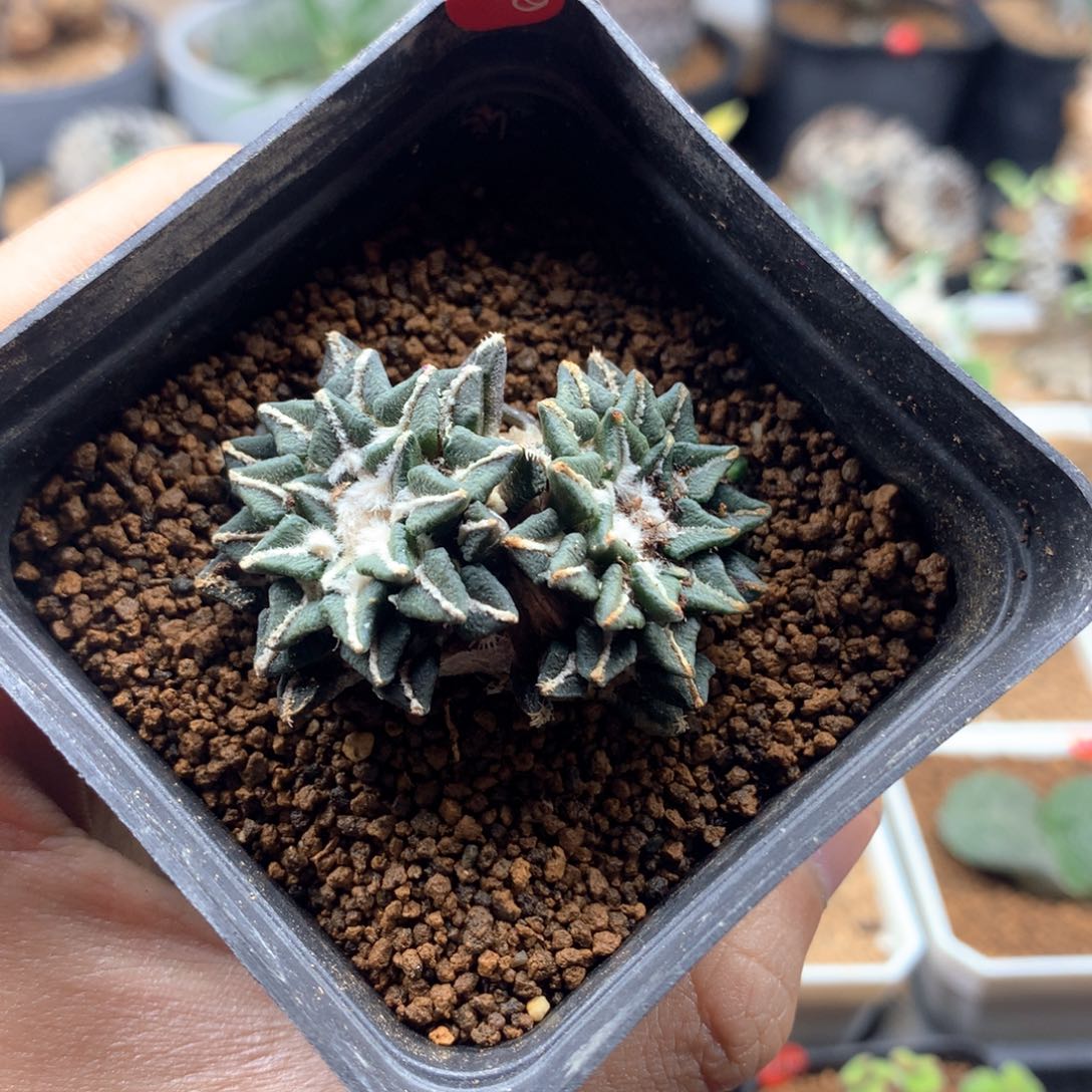 双头姬牡丹多肉带盆