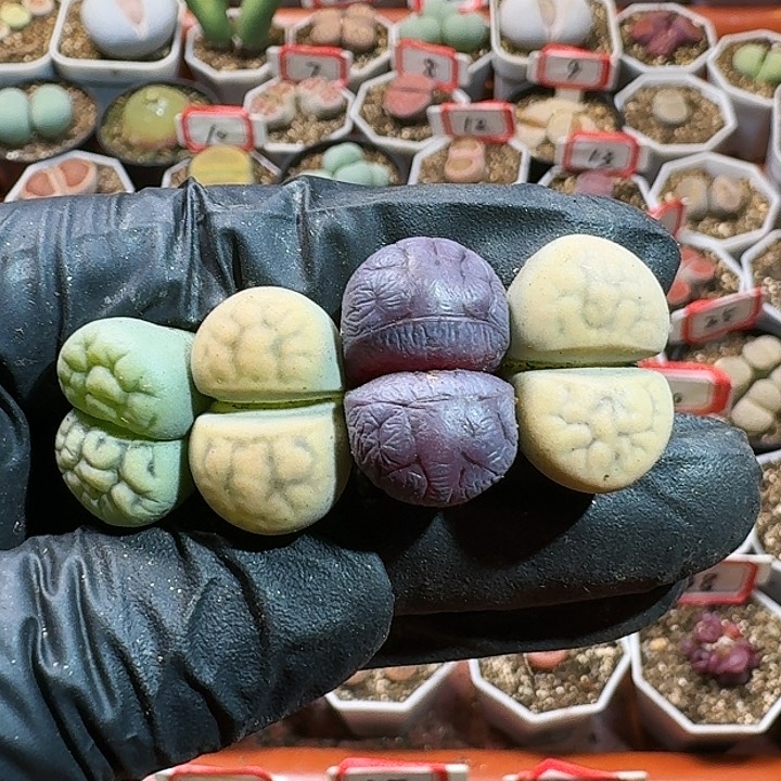 生石花11444。 203