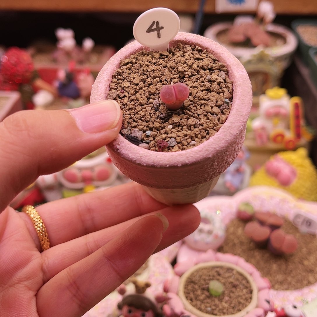 三年C10控养包品种包白花可带盆土发货