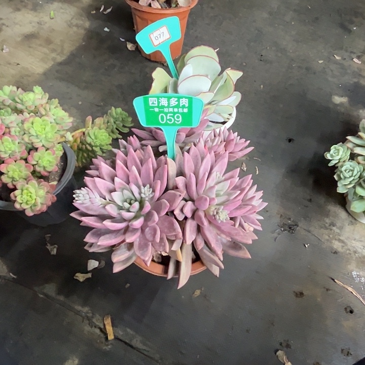 星***烂桃花缘多肉植物提取059