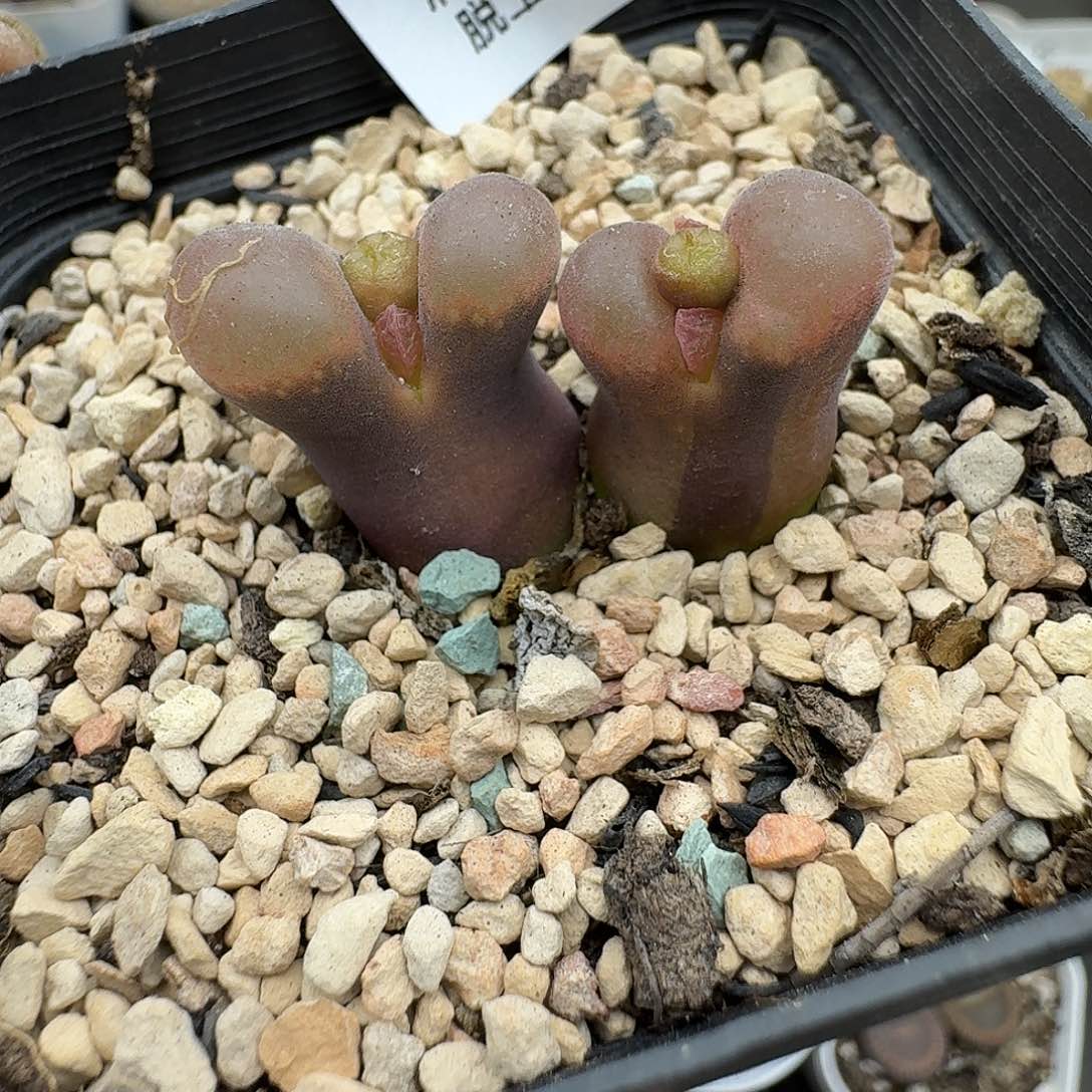 51多肉哈哈哈哈哈哈