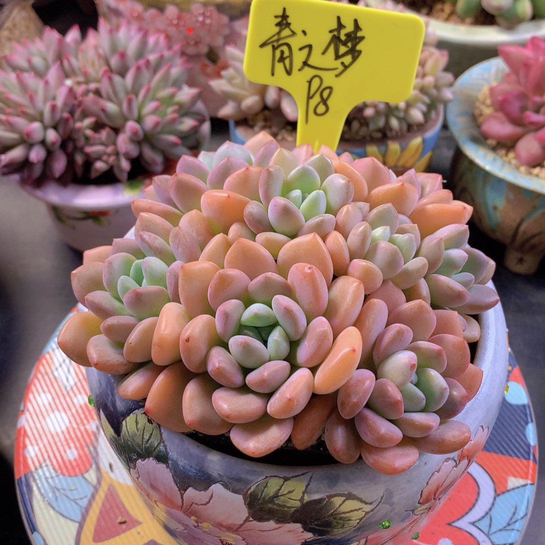 我家的小可爱们都好可爱啊哈