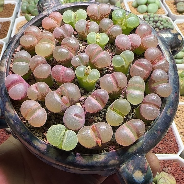 哈哈哈哈哈哈哈442