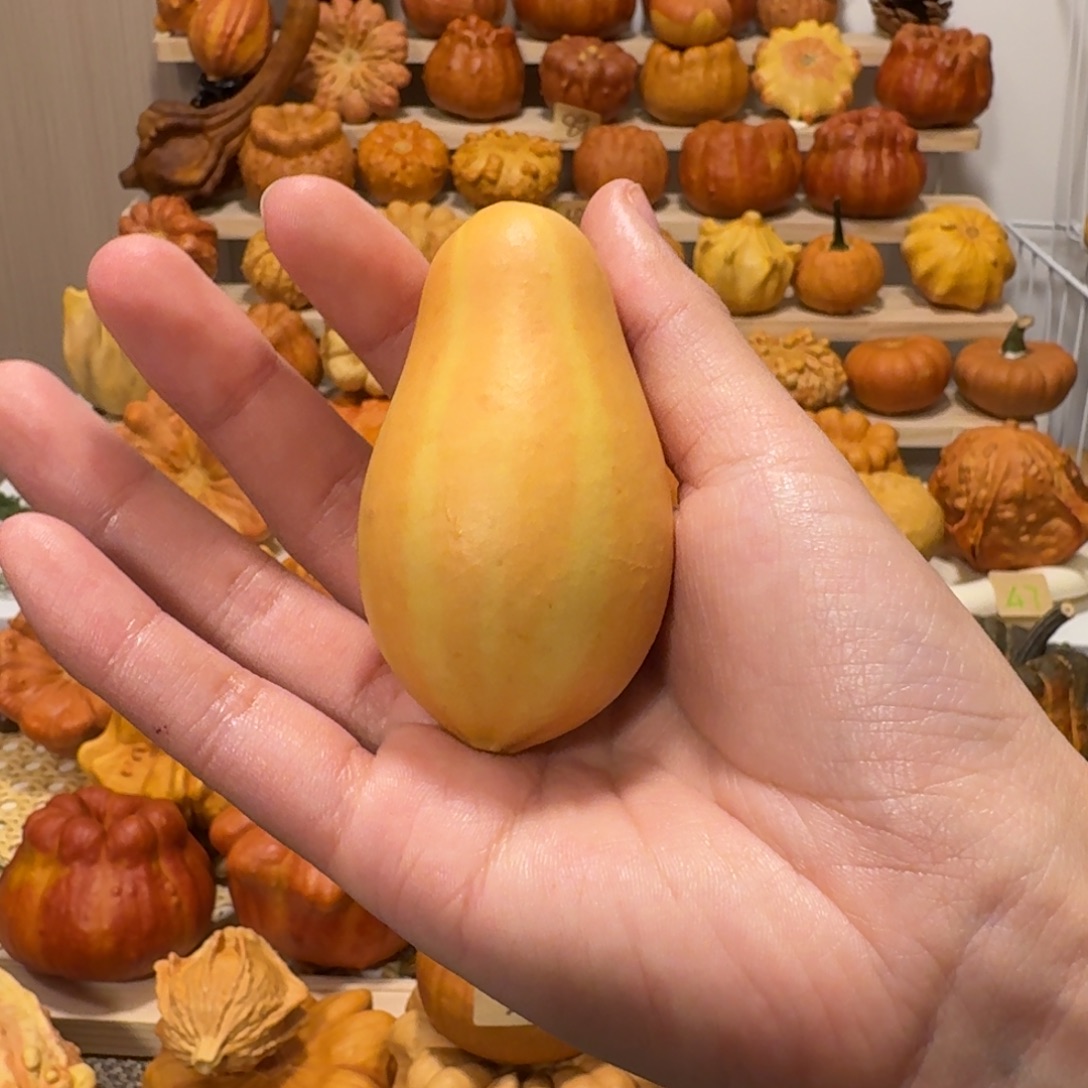 墨西哥葫芦双色虞美人