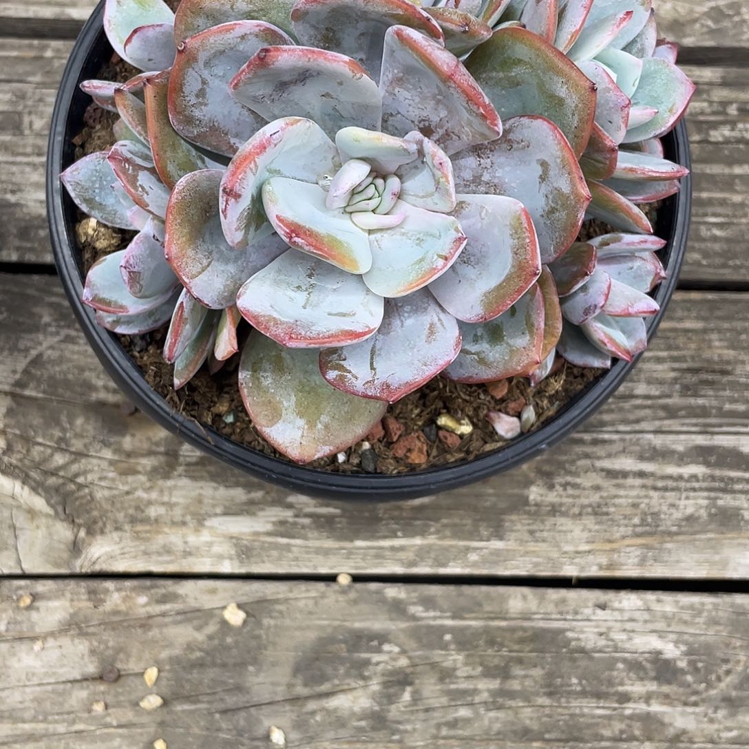 韩版奶茶8头，无砍无摘，实生