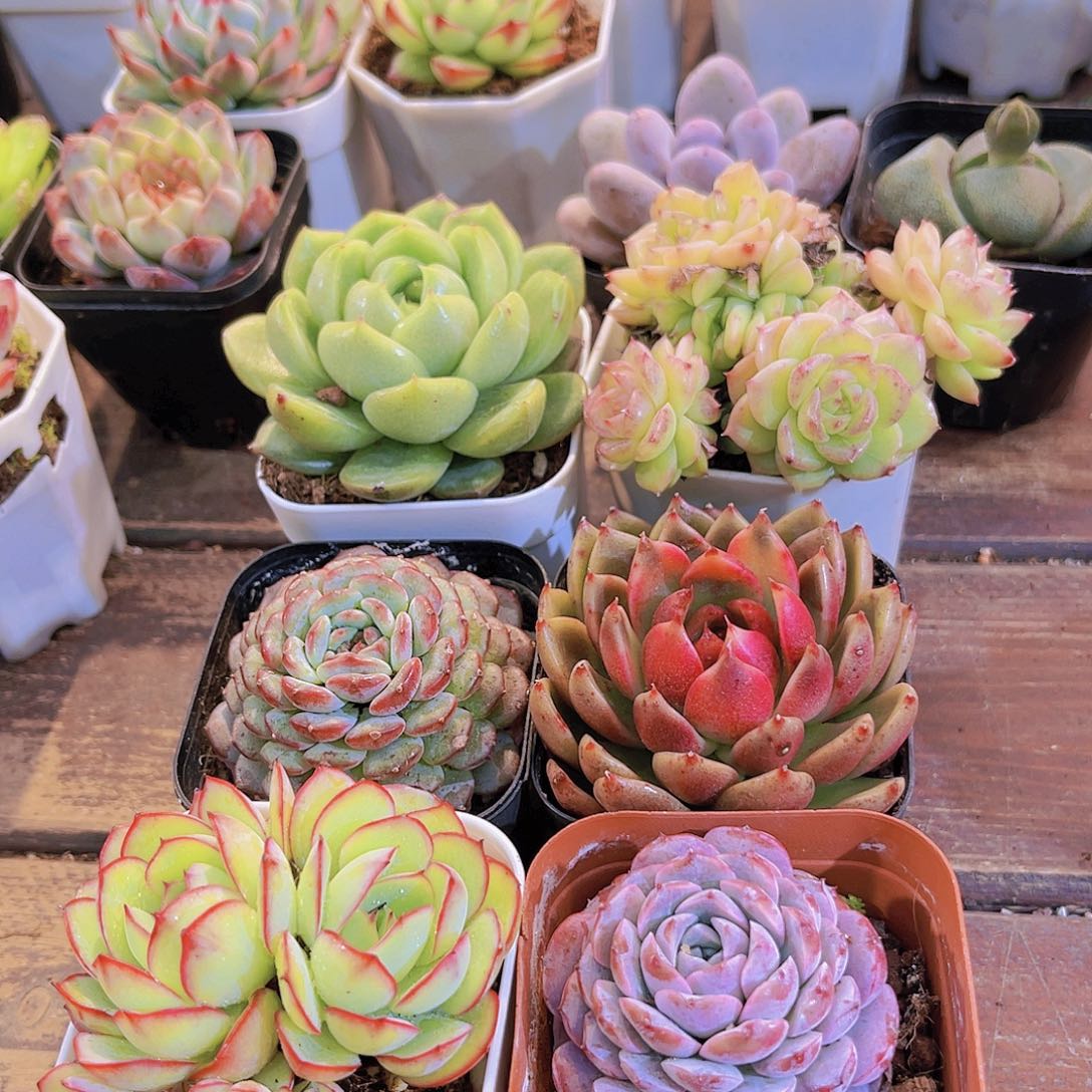 如图6盆带盆土土福利套餐