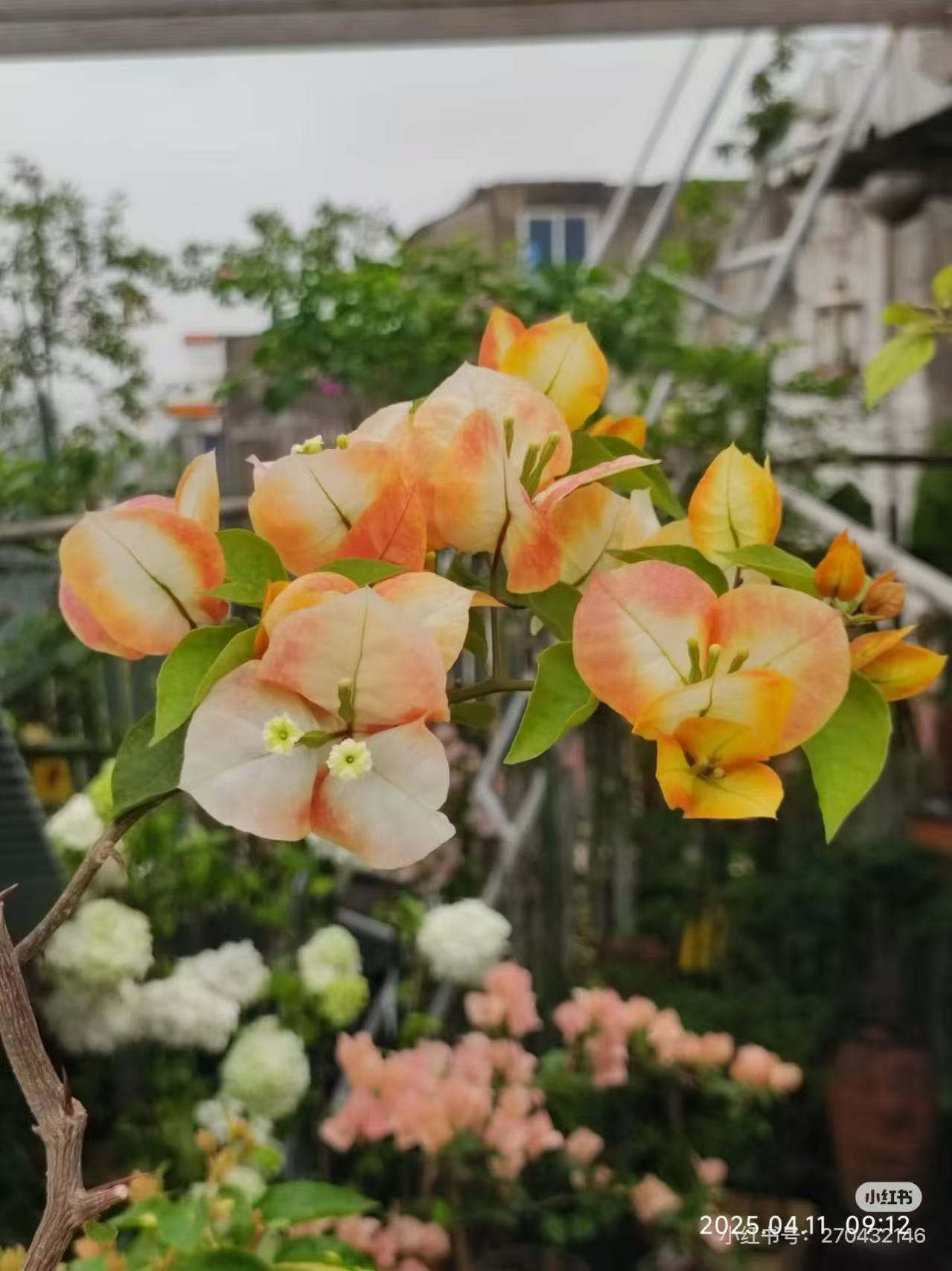 佰梅园 新品-黄金凤凰三角梅扦插袋苗