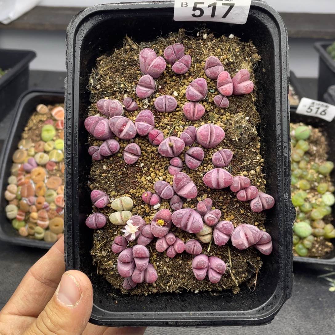 无铅玻璃0000000000517