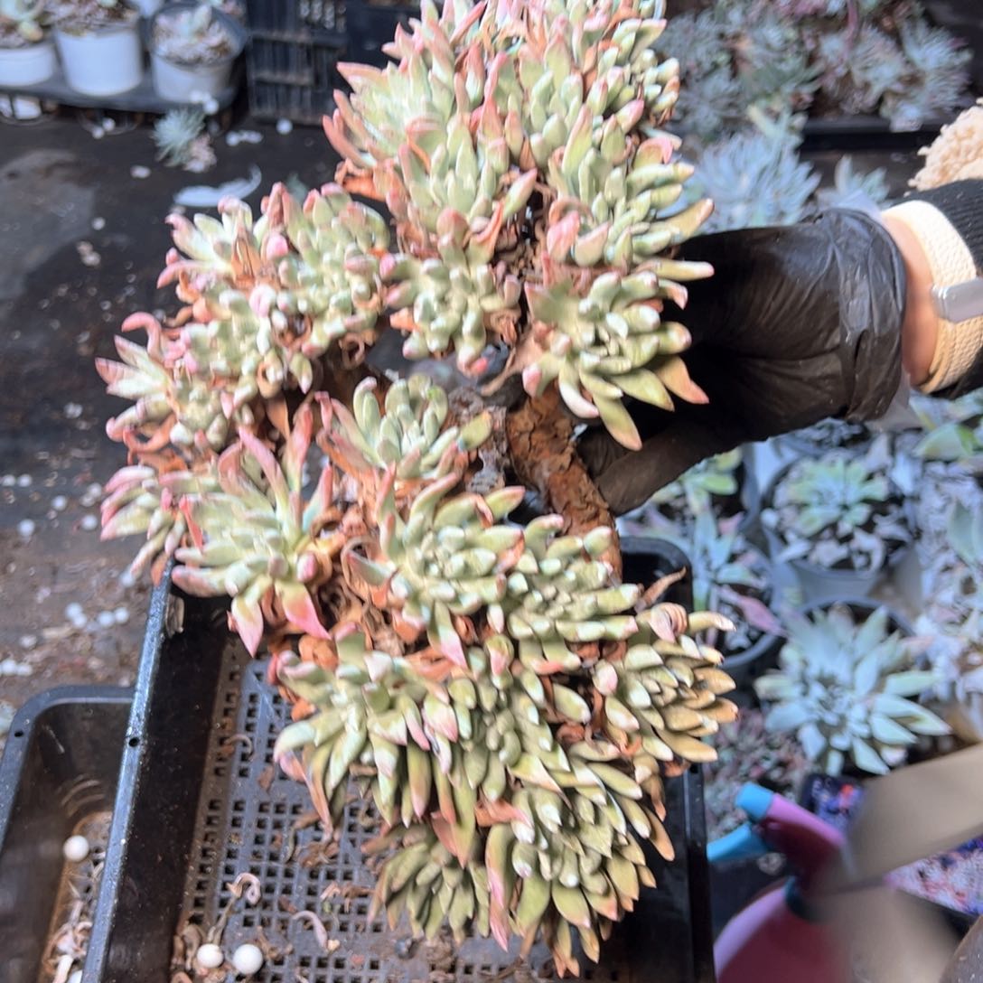 6085哈哈哈哈哈哈哈哈