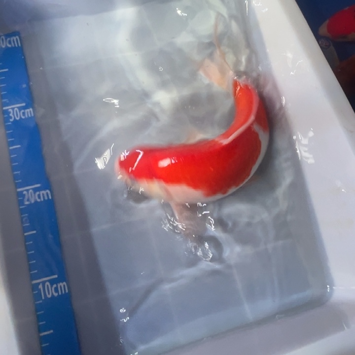锦鲤锦鲤红白三色
