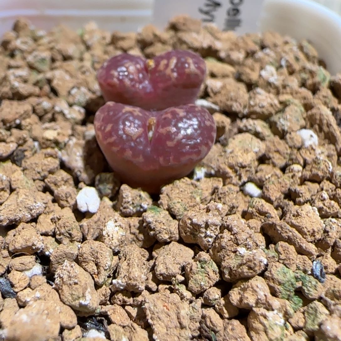 肉锥多肉植物组合-勋章1171