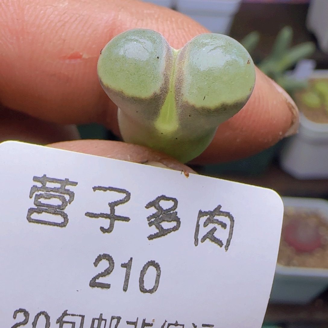 班克磁铁。