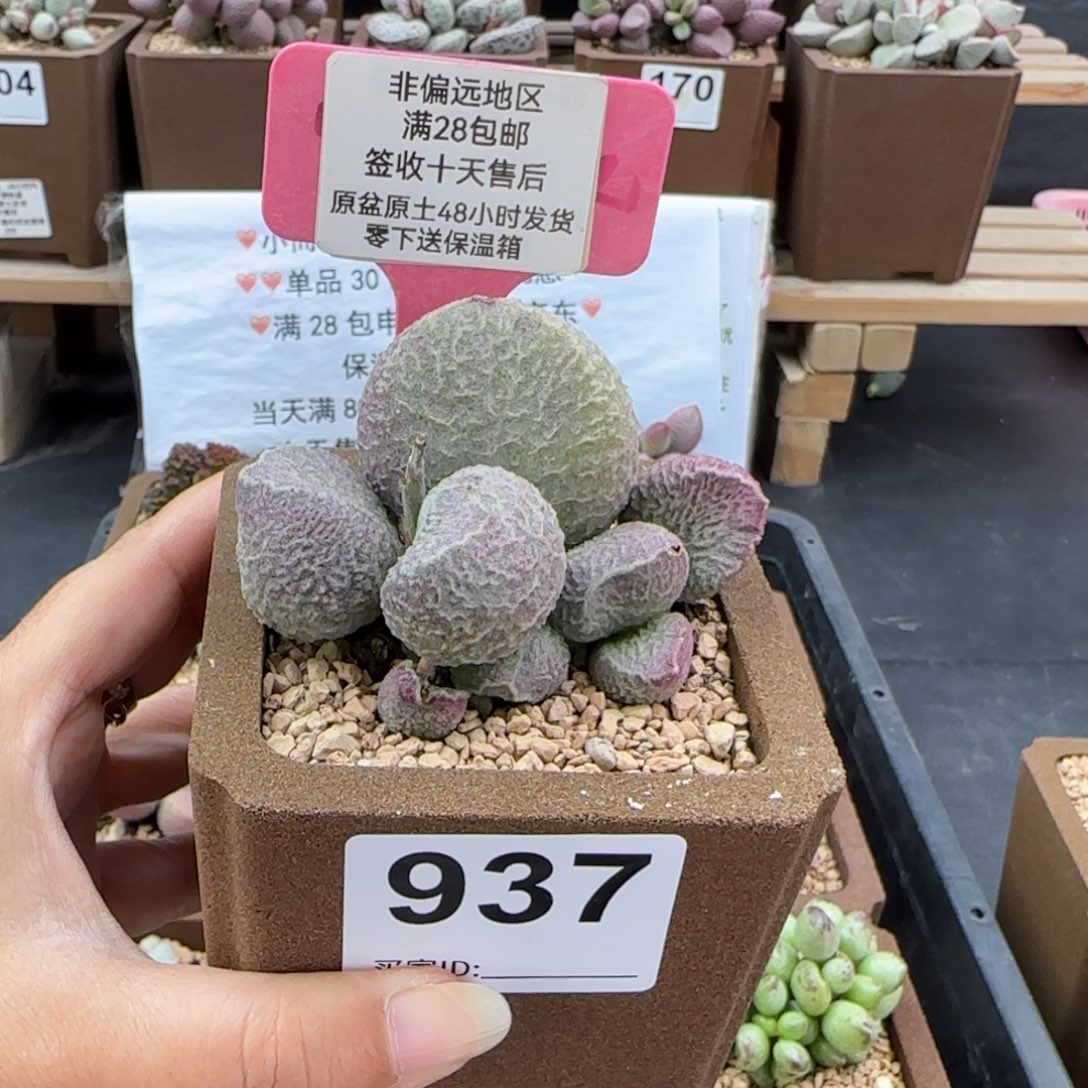 ****奇937丸叶哈莫猪肝多肉植物微瑕