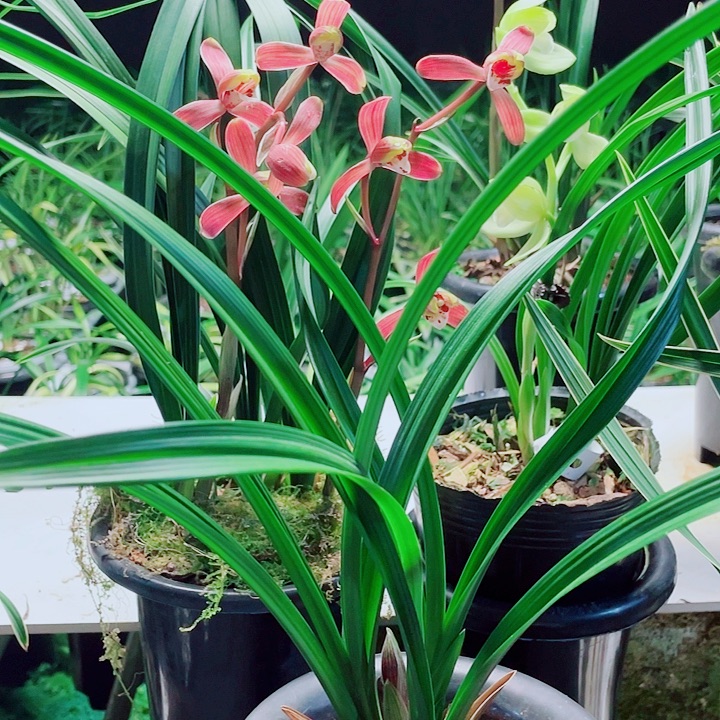 用***4完全开放一物一漂亮