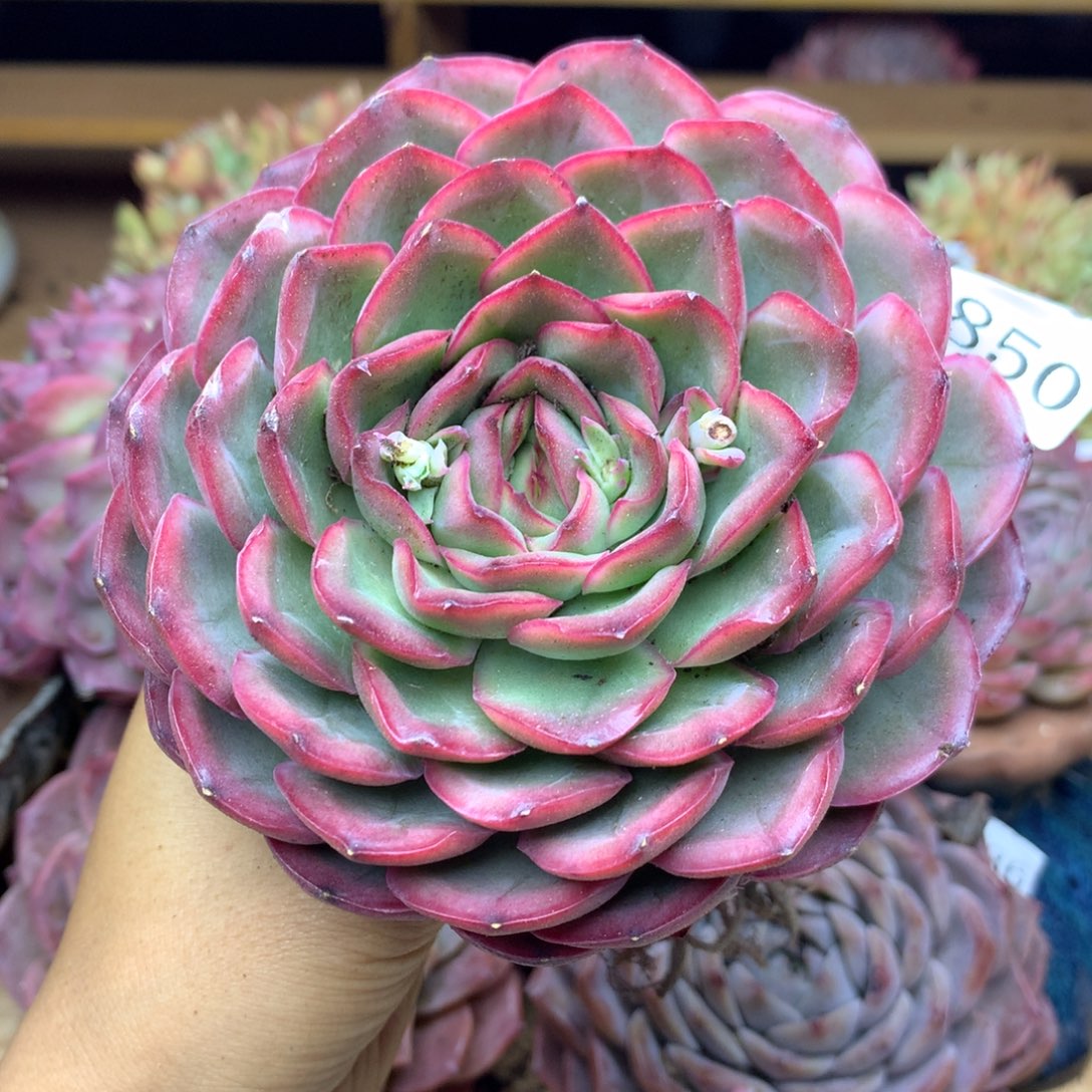 6850新年快乐发发发