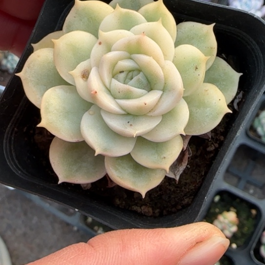 172昂斯诺锦多肉植物多