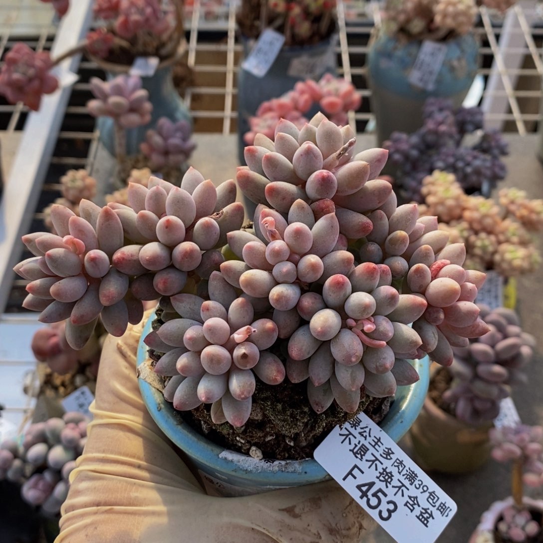 婴儿手指453/9c n
