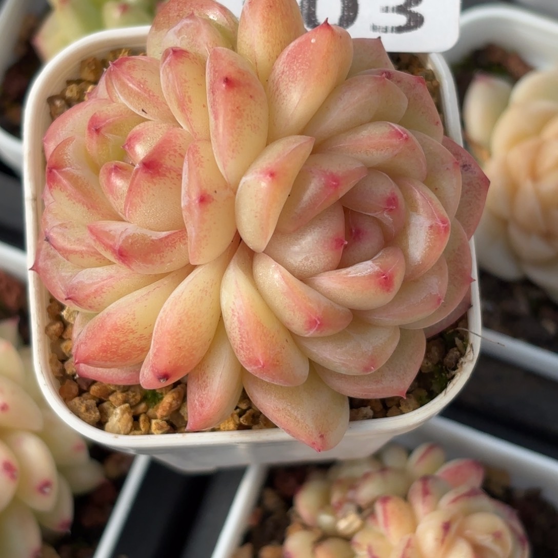 303能换的就能到啦求