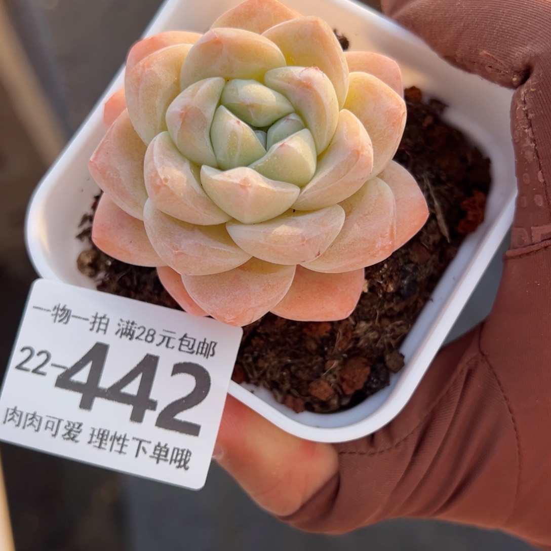 冰玉多肉多肉多肉多