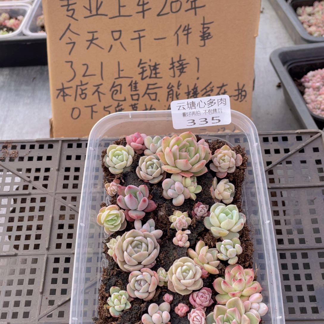 云糖心多肉植物335