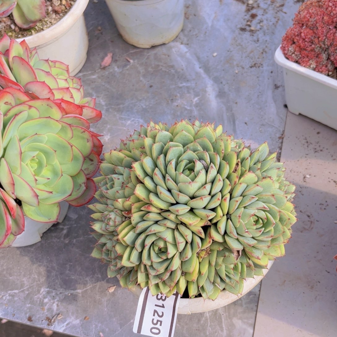 笨吧杂多肉植物31250