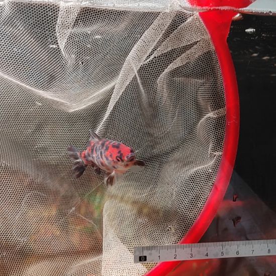 海水鱼短尾草金冷水鱼