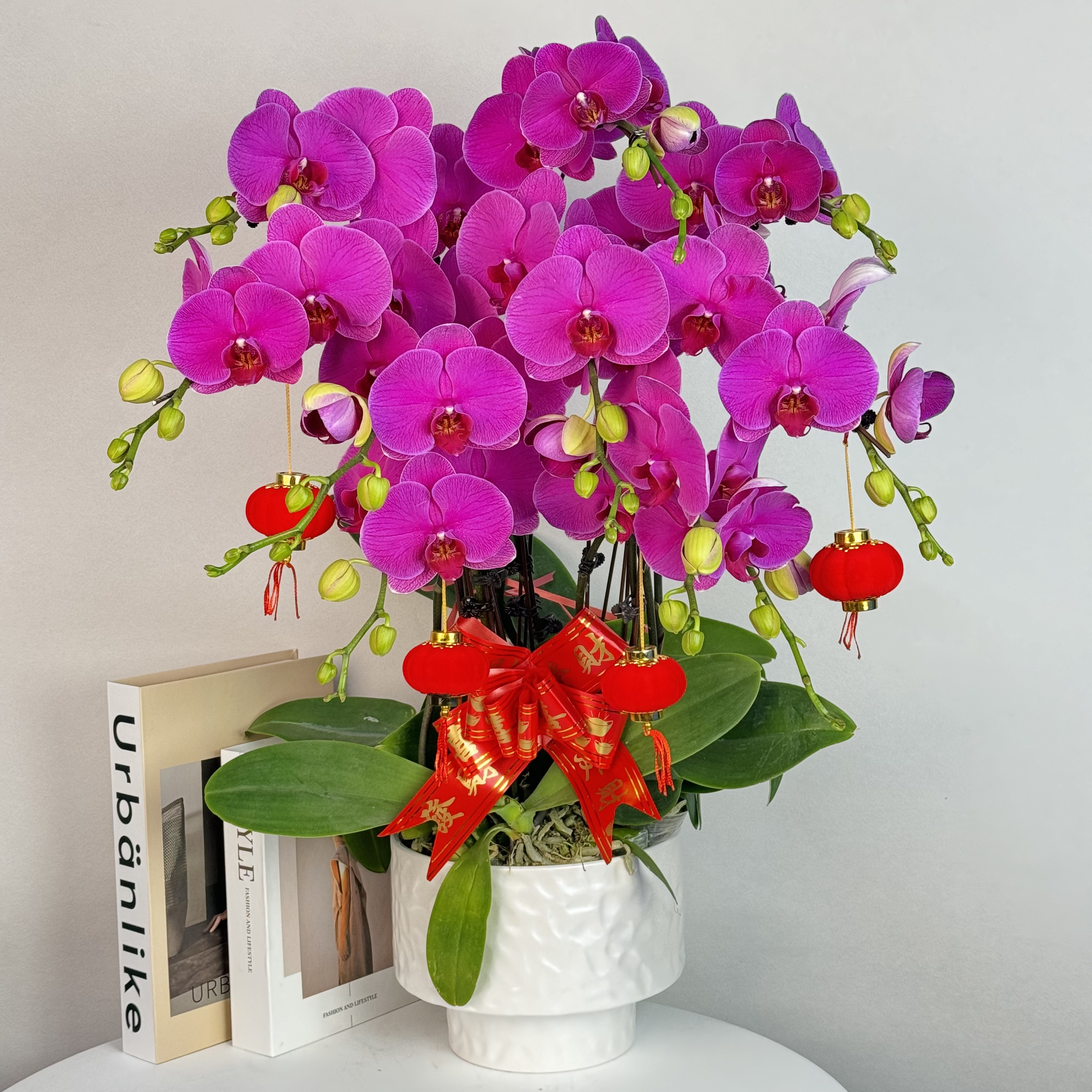 蝴蝶兰【恭喜发财】年宵花爆款高档大气大花型红红火火 基地直发