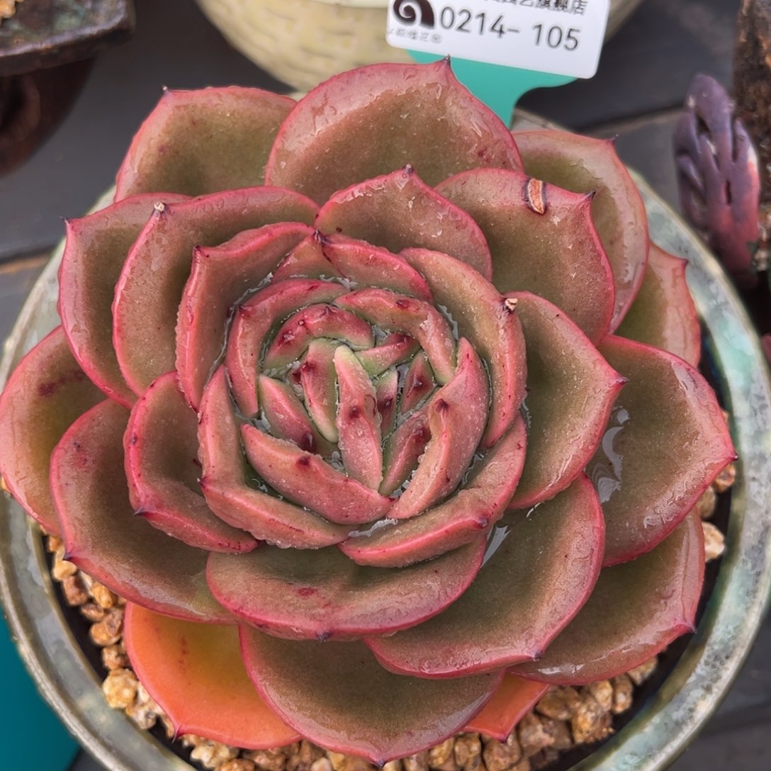 从前慢多肉精选编号0214.105