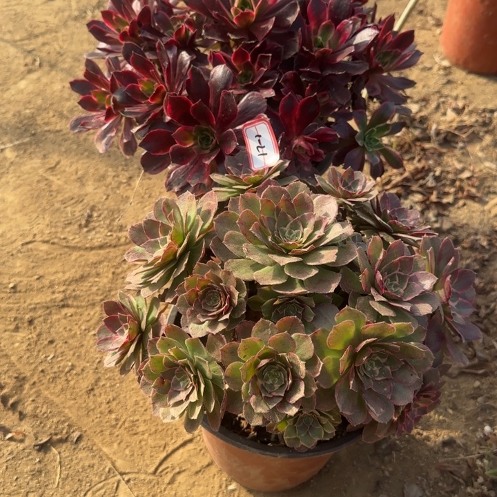 1-21婚纱加莲花处理不包售后