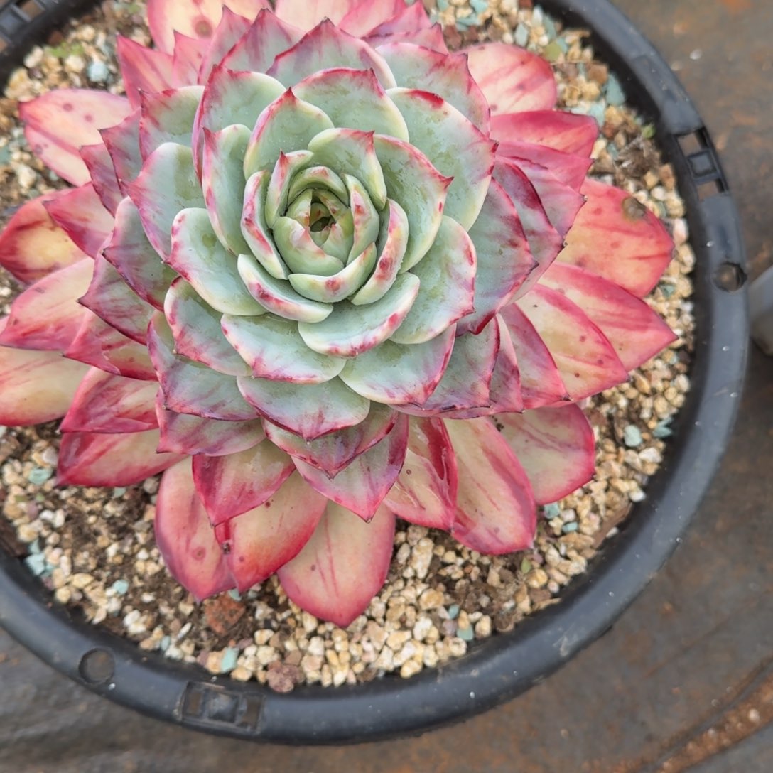 千***花无花朵肉肉肉肉肉肉肉肉肉