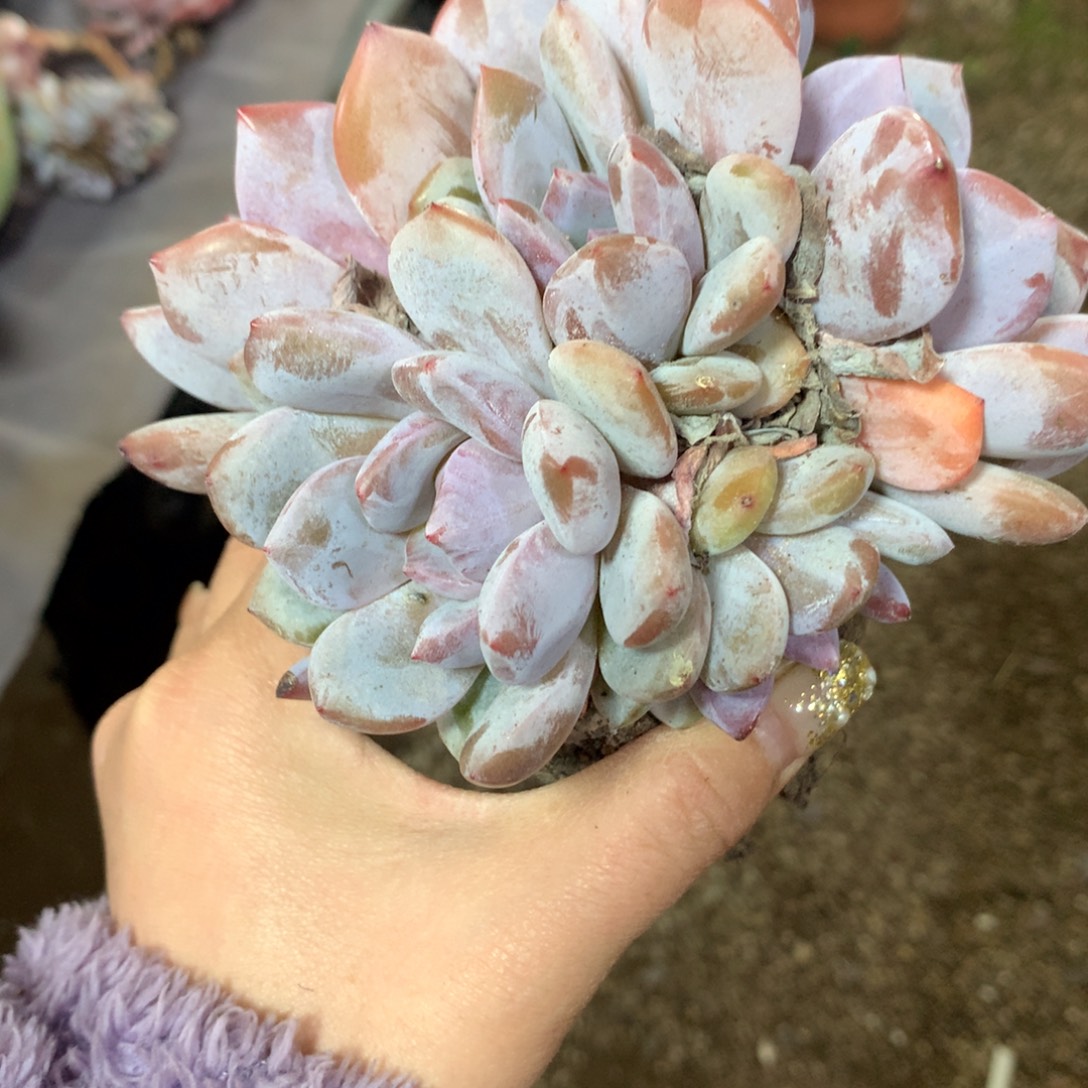 想好再拍，退了拉黑，理性购物