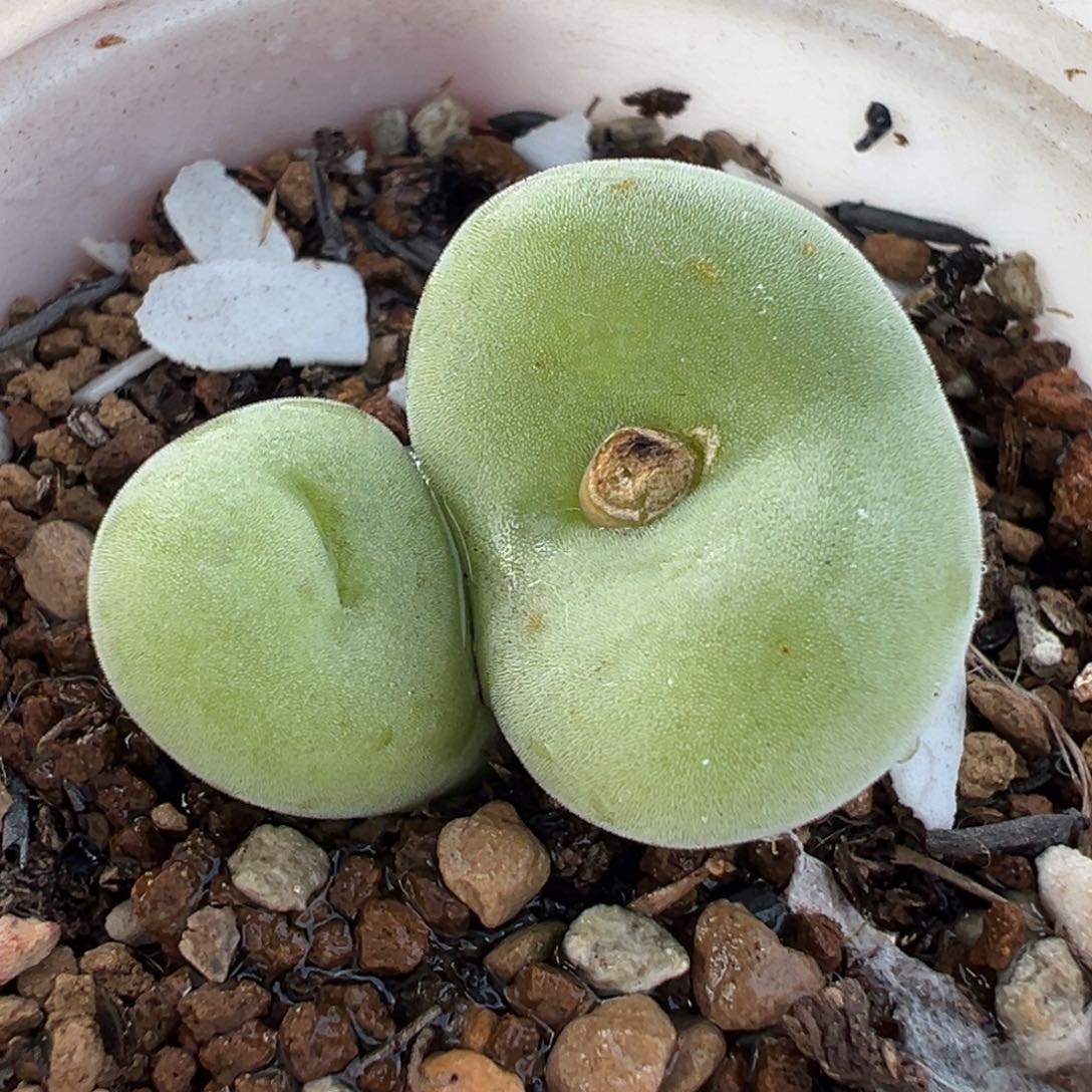 156多肉植物种类多样