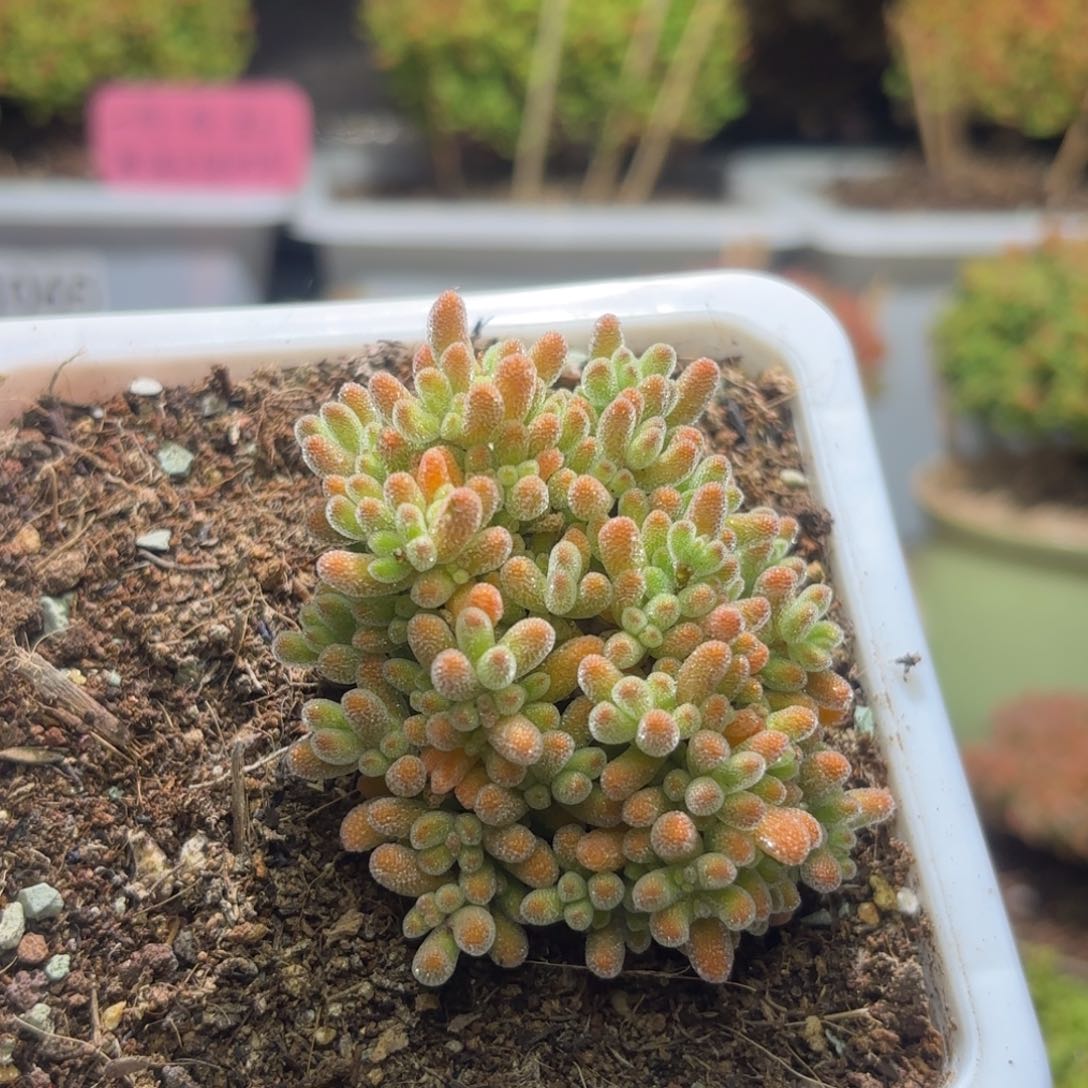 闪购商品冰橙A535