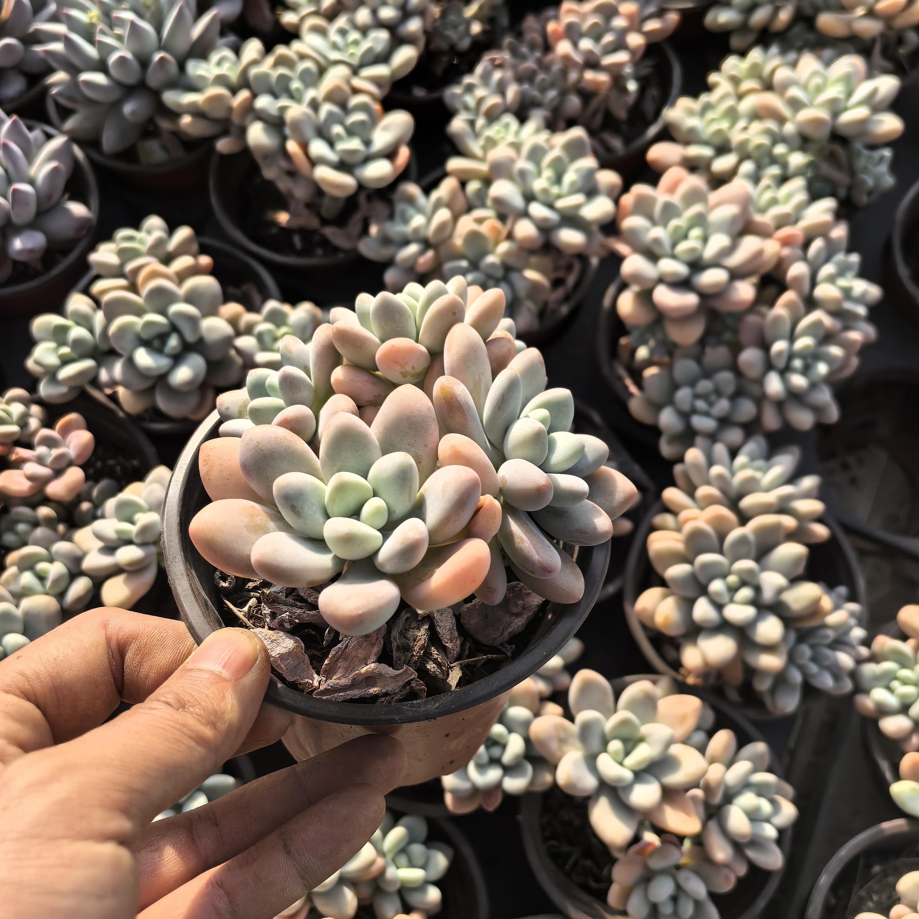 ynls洛神阳台盆栽好养多肉香水粉脱土发货