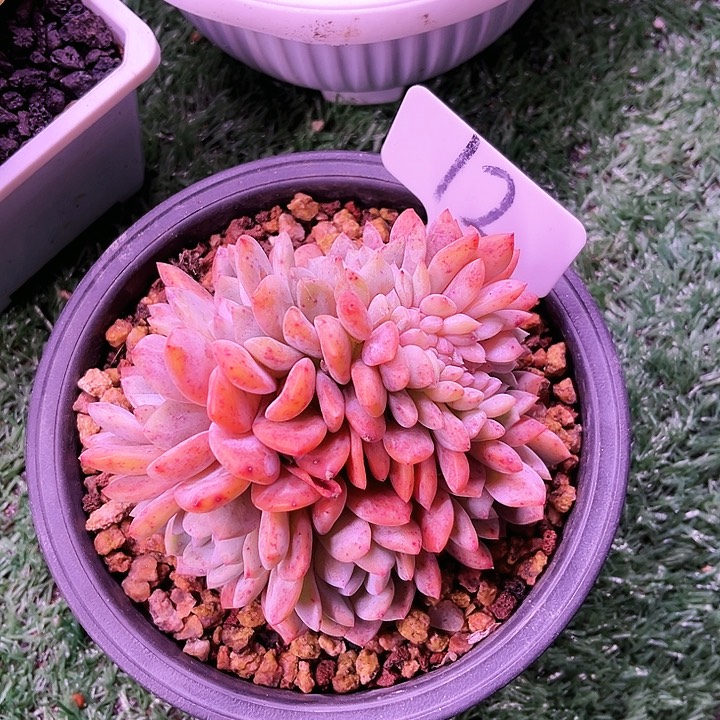 我是第一百个为妖姬应援哒