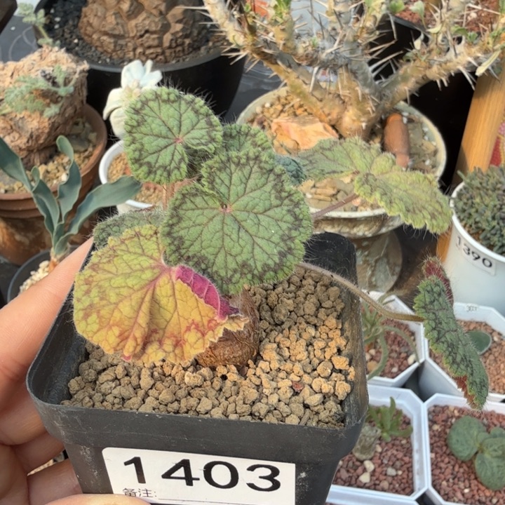 圆叶洋葵（满28包邮）