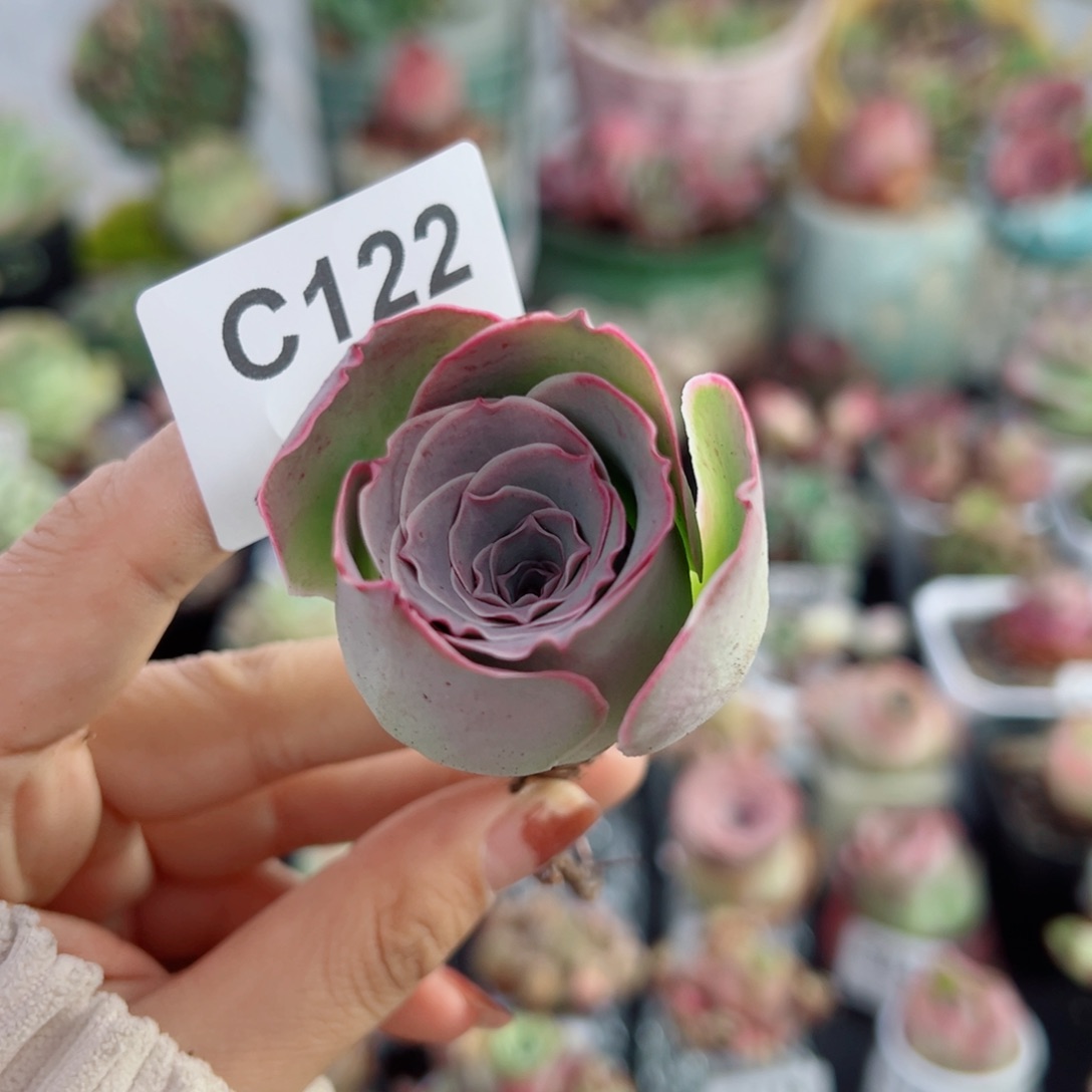 122紫玫瑰蕾丝老桩长杆子。      