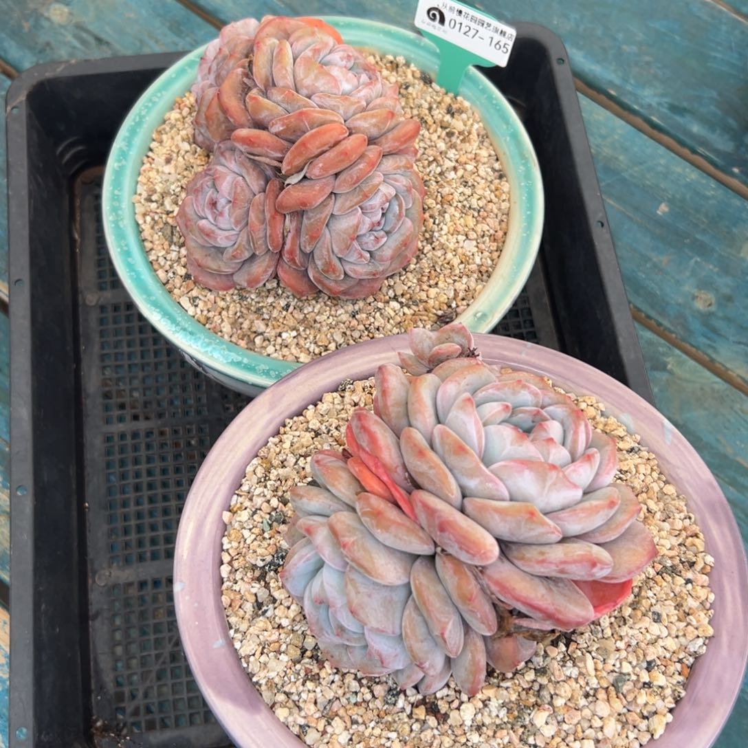 多肉一物一拍0127-165