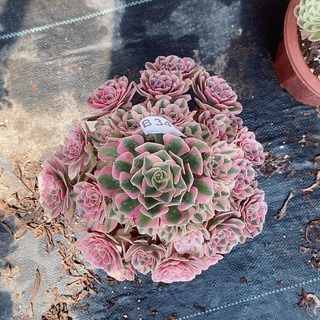 粉女巫346多肉1111