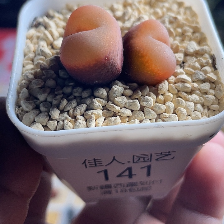 佳人园艺多肉福利款水蜜桃141