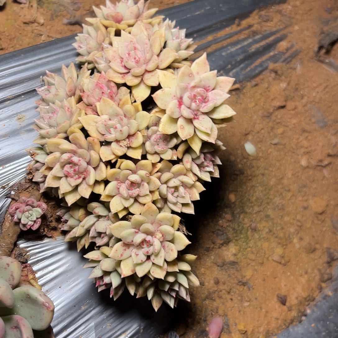 璀璨多肉一棵25尺寸