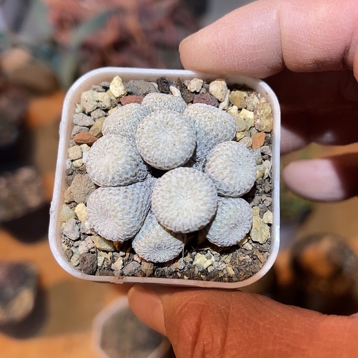 满38包邮2天凑单，脱土晾根发货多肉植物小人帽