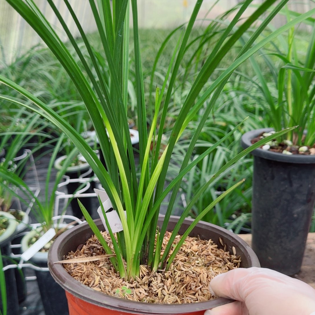 水***苑完全开放宋春素花