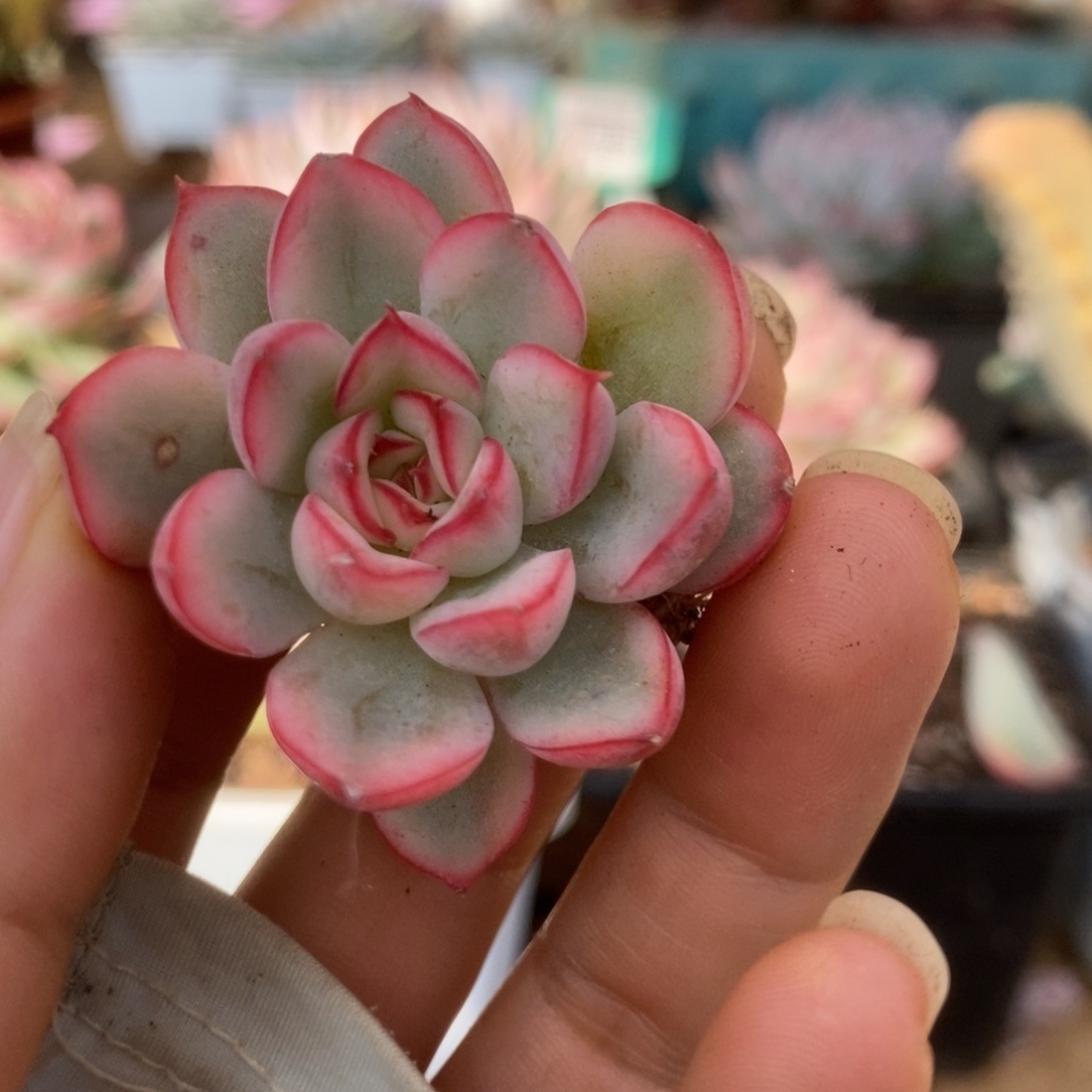 5荷花侧芽锦锦锦锦锦锦锦